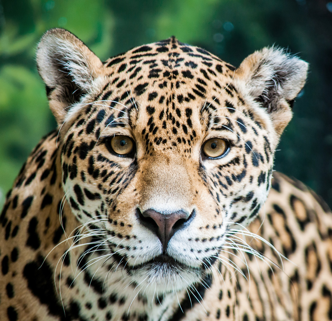petair tiertransport header zootiere jaguar