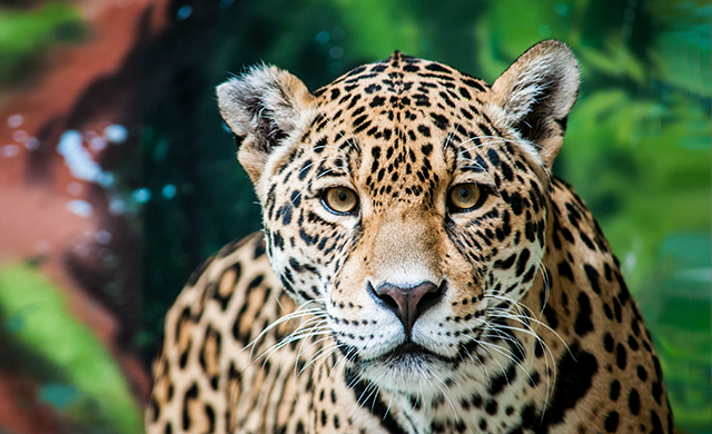 petair tiertransport teaser zootiere jaguar