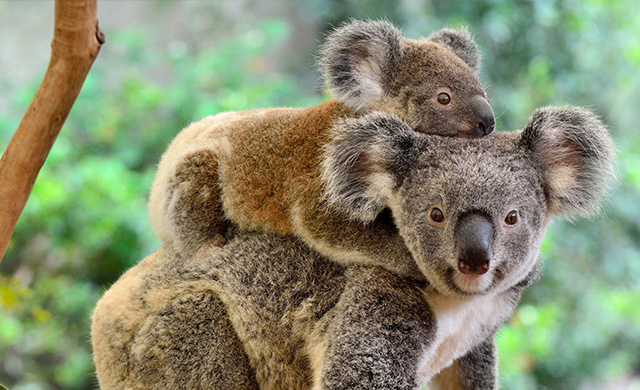 petair tiertransport australien koala