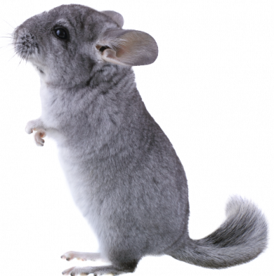 petair tiertransport kleintiere chinchilla petair tiertransport kleintiere chinchilla