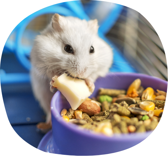 petair tiertransport kleintiere hamster futter petair tiertransport kleintiere hamster futter
