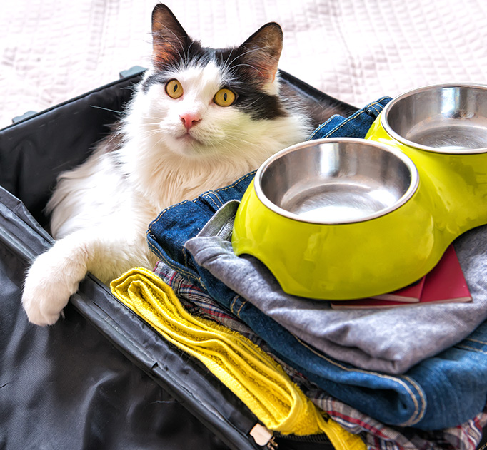 petair tiertransport ueber uns katze im koffer petair tiertransport ueber uns katze im koffer