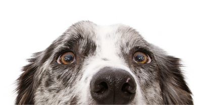 Petair dog Petair dog