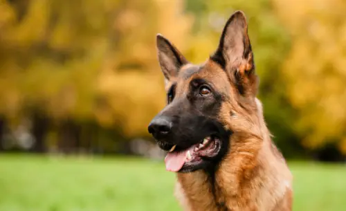 petair tiertransport teaser gewerblich schaeferhund