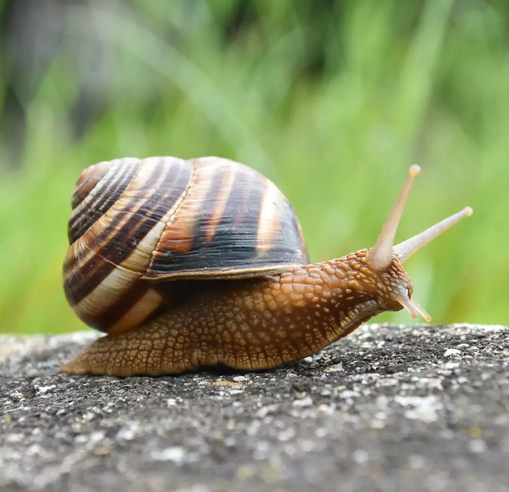 petair tiertransport Insekten Schnecke