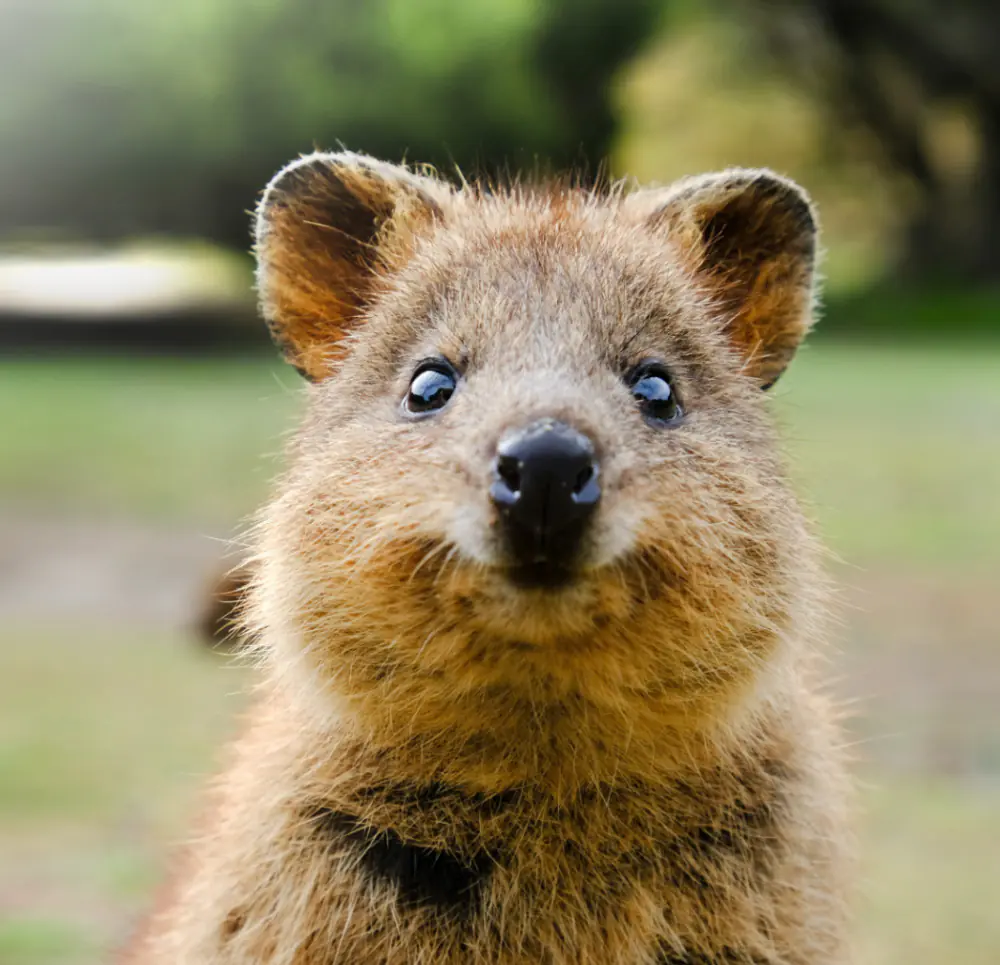 petair tiertransport header blog quokka