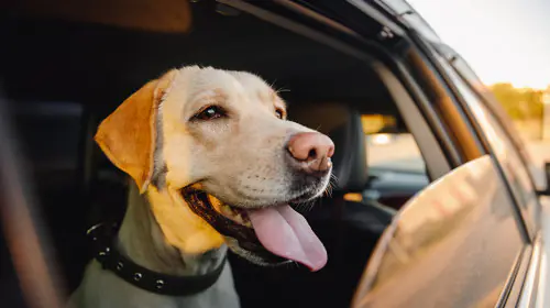 petair tiertransport umzug hunde auto