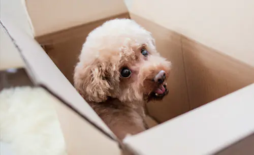 petair tiertransport umzug hunde karton petair tiertransport umzug hunde karton