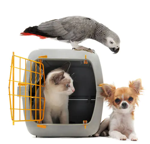 petair tiertransport england gute reise petair tiertransport england gute reise