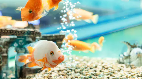 petair tiertransport fische petair tiertransport fische