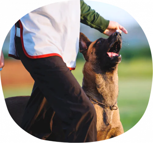 petair tiertransport gewerblich hundesport schaeferhund petair tiertransport gewerblich hundesport schaeferhund