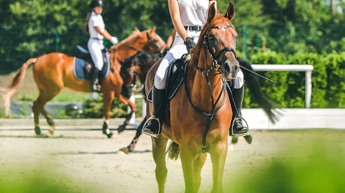 petair tiertransport gewerblich pferdesport petair tiertransport gewerblich pferdesport
