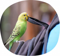 petair tiertransport voegel wellensittich petair tiertransport voegel wellensittich