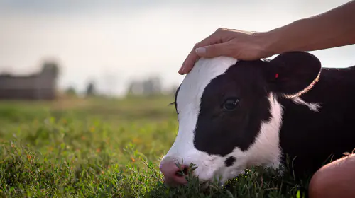 petair tiertransport zuchttiere kuh petair tiertransport zuchttiere kuh