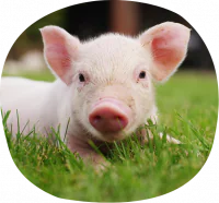 petair tiertransport zuchttiere schwein petair tiertransport zuchttiere schwein