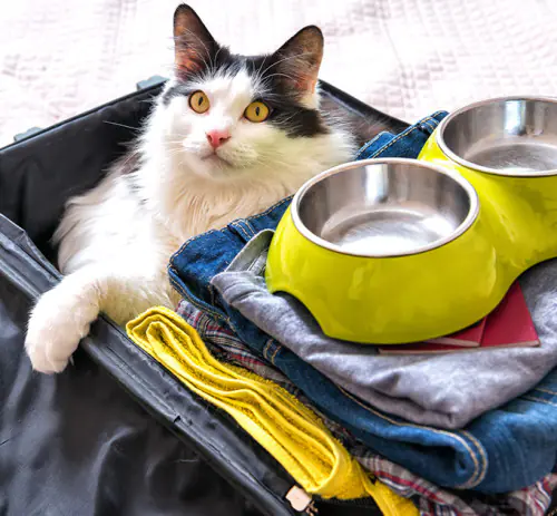 petair tiertransport ueber uns katze im koffer petair tiertransport ueber uns katze im koffer